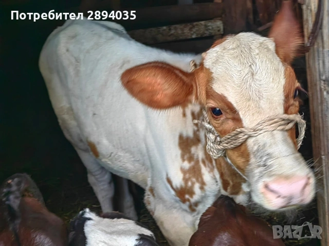 отбити телета и бозайници , снимка 5 - Крави - 55275573