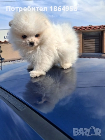 БЕБЕТА ПОМЕРАН Доставка, снимка 3 - Померан - 54126265