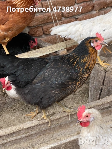 Разплодни яйца, снимка 2 - други­ - 54272318