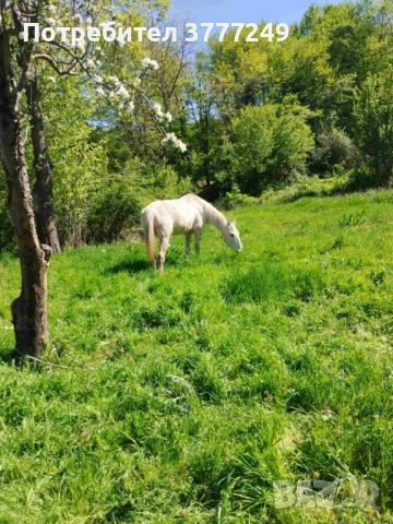 Продавам кобила, снимка 2 - Коне - 54337331