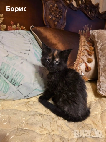 Мейн куун котета, снимка 2 - Мейн кун - 35075644