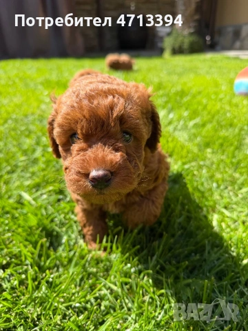 Момченце пудел/ male red poodle