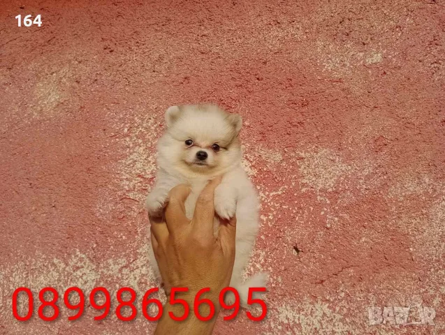 Померани. Снимки от днес !, снимка 6 - Померан - 55609522