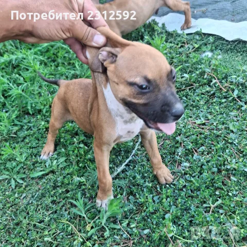 Продават се питбучета!