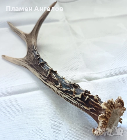 Рог от сръндак. Еленски рог. , снимка 5 - Декорация за дома - 54307787