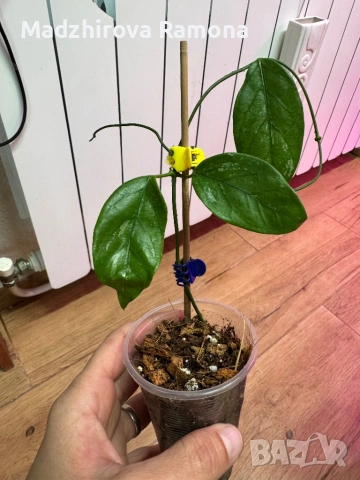 Hoya Хоя Coriacea Silver , снимка 2 - Стайни растения - 54586769