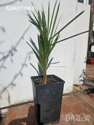 Палма Юбея , Jubaea chilensis