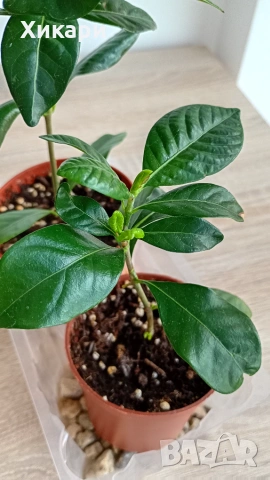 Гардения издънки Gardenia jasminoides, снимка 4 - Стайни растения - 54787978