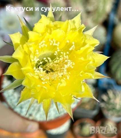 Кактус Echinopsis Hybrid Цитрус жълт цвят , ароматен мирише на лимон