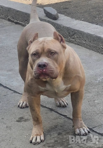 Американско Були Хл American bully Xl ABKC , снимка 6 - Други - 54806076