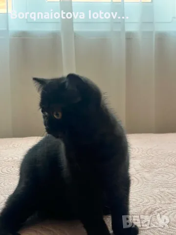 Малки шотландски котенца, снимка 3 - Британска късокосместа - 55465853