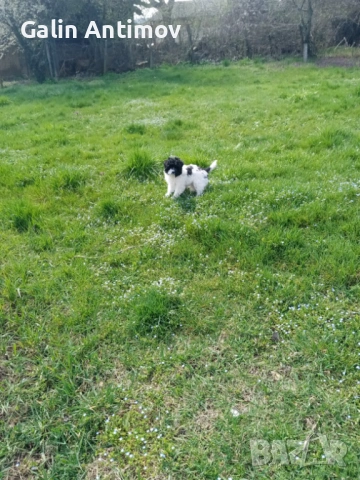 Кокер лагото, снимка 2 - Кокер шпаньол - 54045910