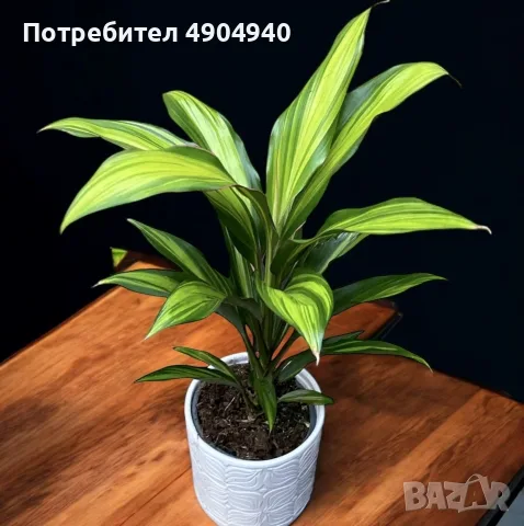 стайно растение 