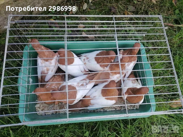 Гълъби  бирмани, снимка 3 - Гълъби - 53086074