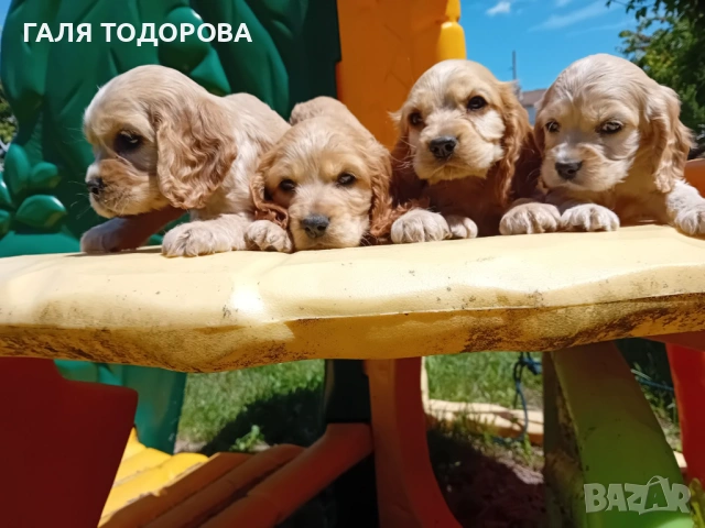 Английски кокер шпаньол, снимка 11 - Кокер шпаньол - 54722890