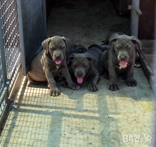 ТОП Американско були хл American bully xl ABKC, снимка 9 - Други - 55134203
