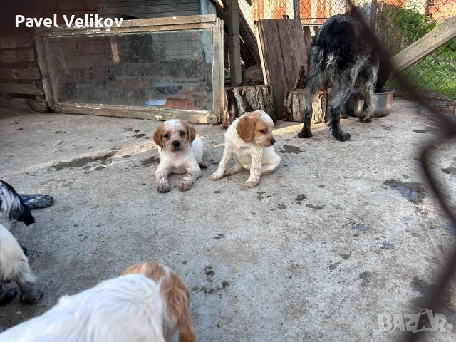 Бритон шпаньол