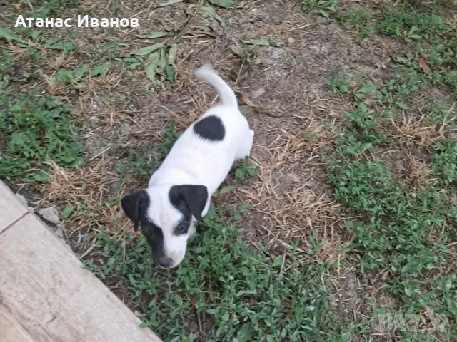 Продавам кученца Джак Ръсел, снимка 10 - Джак ръсел териер - 55517448