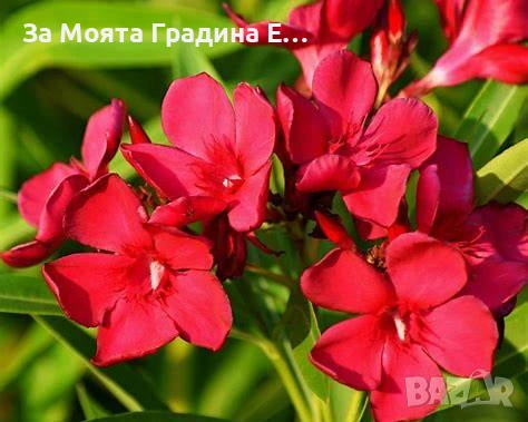 Зокум - Олеандър, снимка 2 - Градински цветя и растения - 54108958