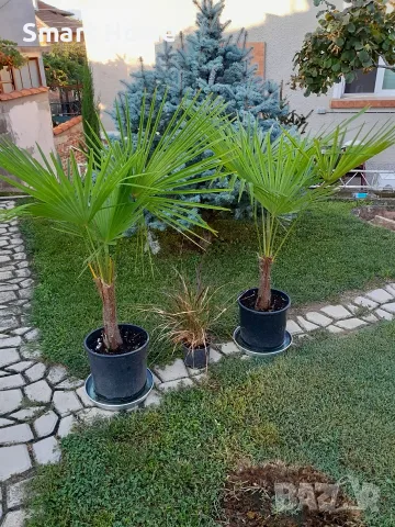 Палми Трахикарпус ! Trachycarpus palms