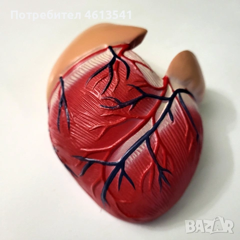 ретро СОЦ учебно сърце (анатомичен модел) гумиран модел, снимка 2 - Антикварни и старинни предмети - 55088424