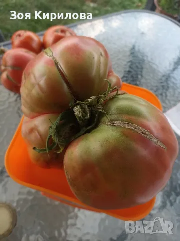 Свежи черита в кутийка , снимка 8 - Домашни продукти - 55347675