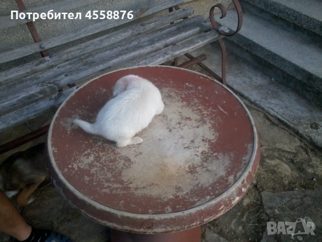 продавам чиахоахоа, снимка 4 - Чихуахуа - 54932711