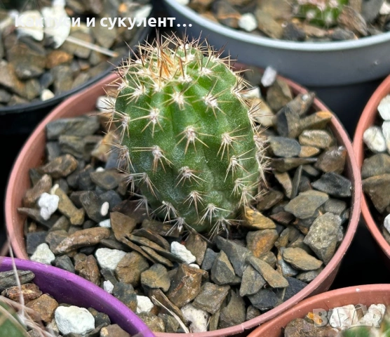 Кактус Chamaecereus hyb cv. Inca Sunset, снимка 3 - Градински цветя и растения - 54593788