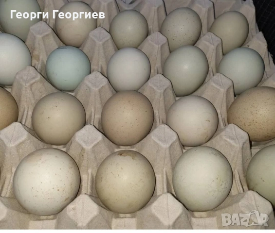 Оплодени Сини и зелени яйца 