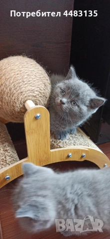 Котенца, снимка 11 - Британска късокосместа - 54756425