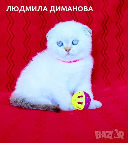 Шотландски мъжки със сини очи. 
