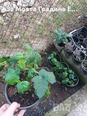 Къпина сорт тройна корона, снимка 4 - Разсади - 54031887