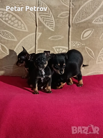 Пинчер мини , снимка 4 - Пинчер - 54250630