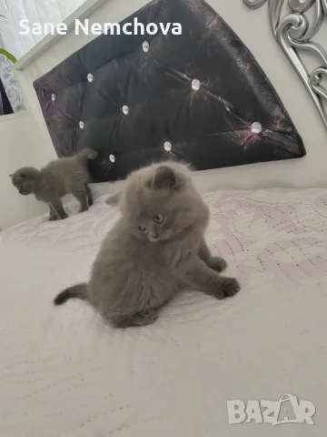 Британски котенца, снимка 9 - Британска късокосместа - 55675493
