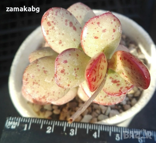 Адромисхус корейски хибрид (Adromischus hallii lorelei korean hybrid)