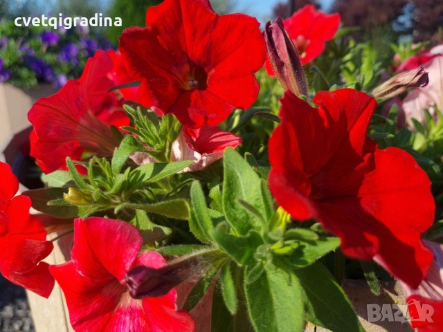 Petunia grandiflora ‘Go Tunia Red’ Каскадна Петуния Go Tunia Red – червена)