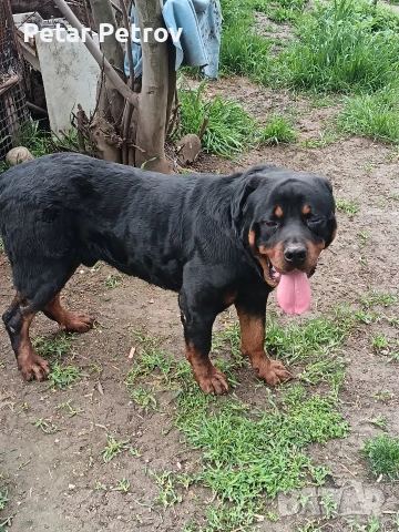 Ротвайлер мъжки , снимка 5 - Ротвайлер - 54082927