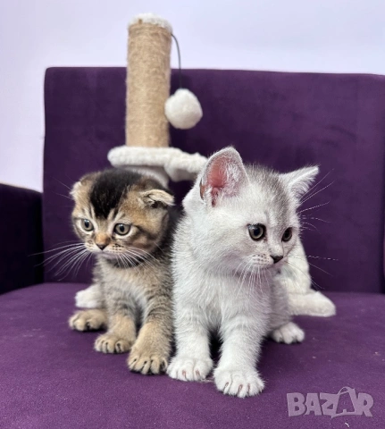 🐾 Шотландски клепоухи (Scottish Fold) и правоухи (Scottish Straight) котенца, снимка 5 - Британска късокосместа - 54681387
