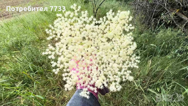 Диворастящи Билки и Сиропи, снимка 6 - Други - 54971883
