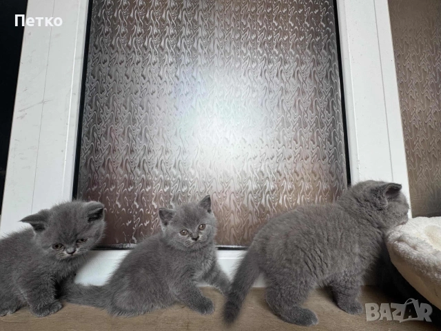Продавам британски късокосмести котки., снимка 5 - Британска късокосместа - 55148700