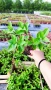 Хортензия Пиникулата Фрайз Мелба, Hydrangea pan.’Fraise melba’, снимка 7