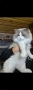 Регдол чистокръвни котета / Ragdoll, снимка 11