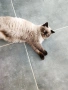 шотландско коте, снимка 4