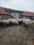 Продавам 25 броя овце , снимка 2