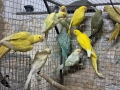 продавам малки александри, снимка 3