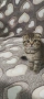 Британски котета , снимка 8