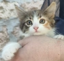 Подарявам котенца , снимка 1