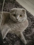 Шотландска клепоуха котка за разплод, снимка 1