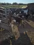 МЪЖКИ ЯРЕТА ЗА КЛАНЕ, снимка 3