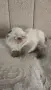 Сладки пухкави котенца, снимка 2